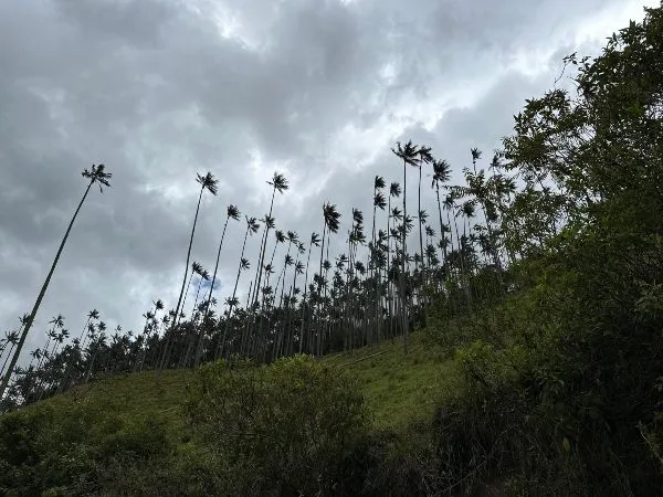 «38 años de la palma de cera»: Piden mayor atención para su conservación