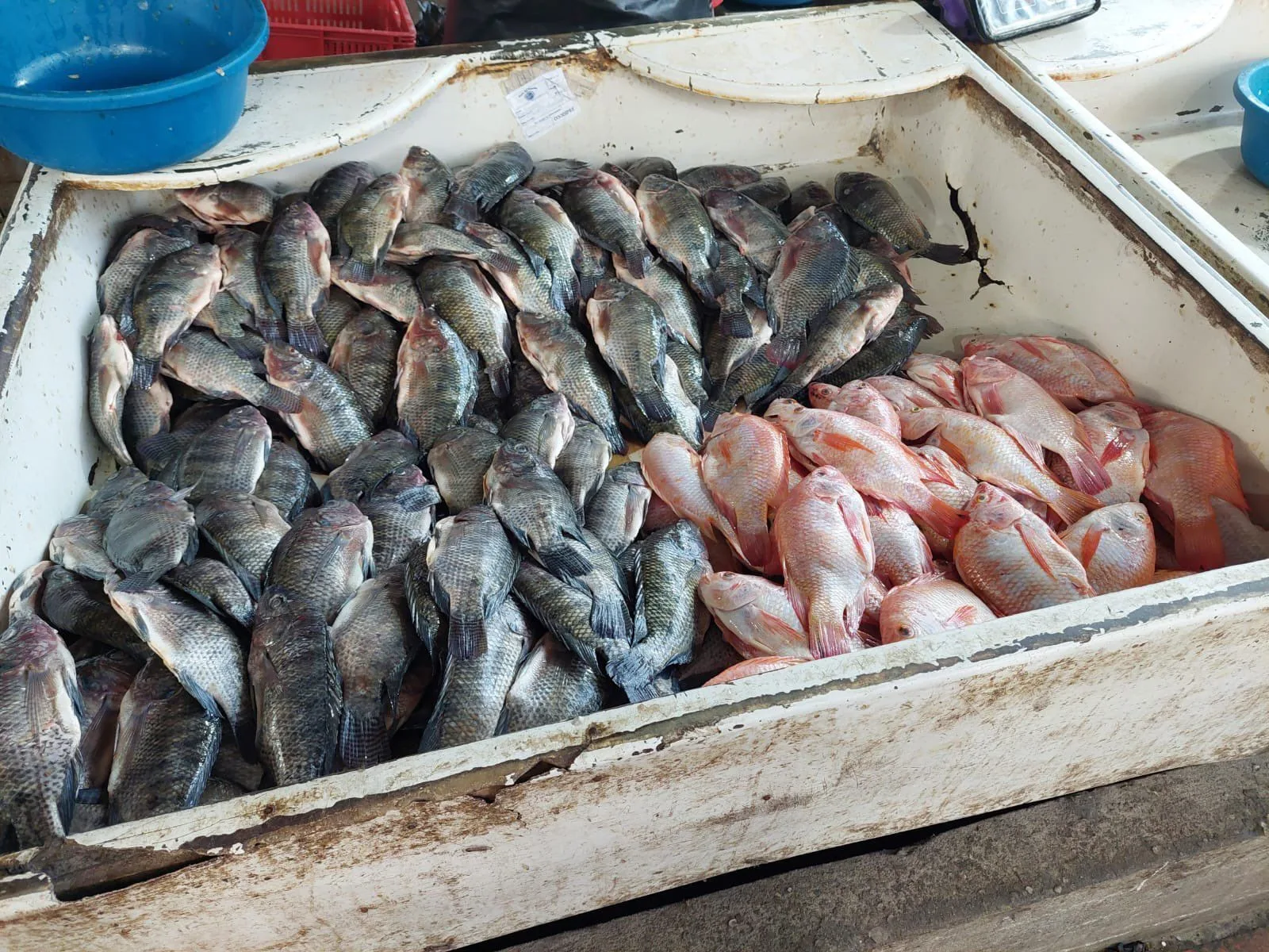 bocachico