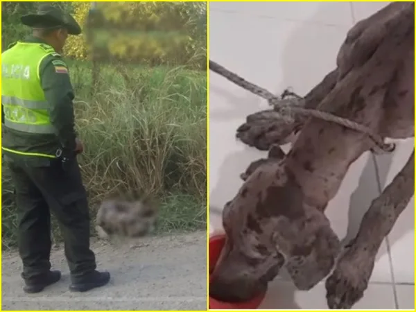 Con alto nivel de desnutrición rescataron a perro abandonado y atado a una piedra por el cuello