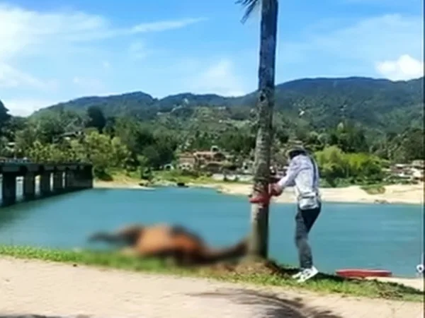 Caballo que era utilizado para el turismo se desplomó ante la intensa ola de calor