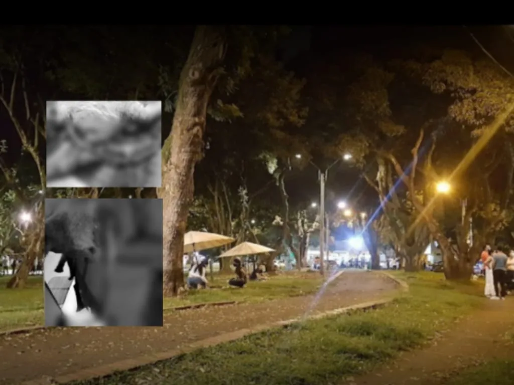 Denuncian que un hombre estaría 'despellejando' a los gatos en Capri, sur de Cali