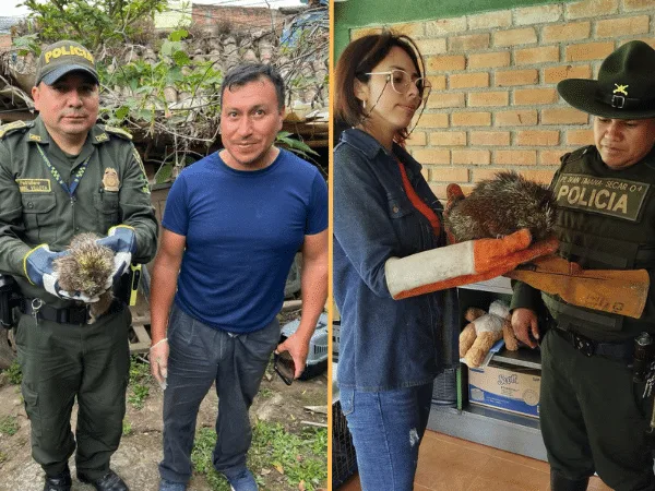Rescataron al puercoespín en sector rural de pasto corregimiento de Genoy