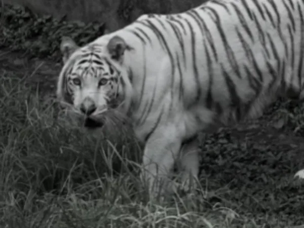 Muere Indira, la tigresa bengala del Zoológico de Cali, tras un incidente en su recinto: esto es lo que se sabe