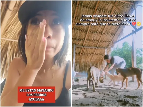 En Sincelejo denuncian envenenamiento de varios perros de un albergue