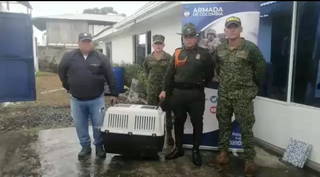 Oso perezo