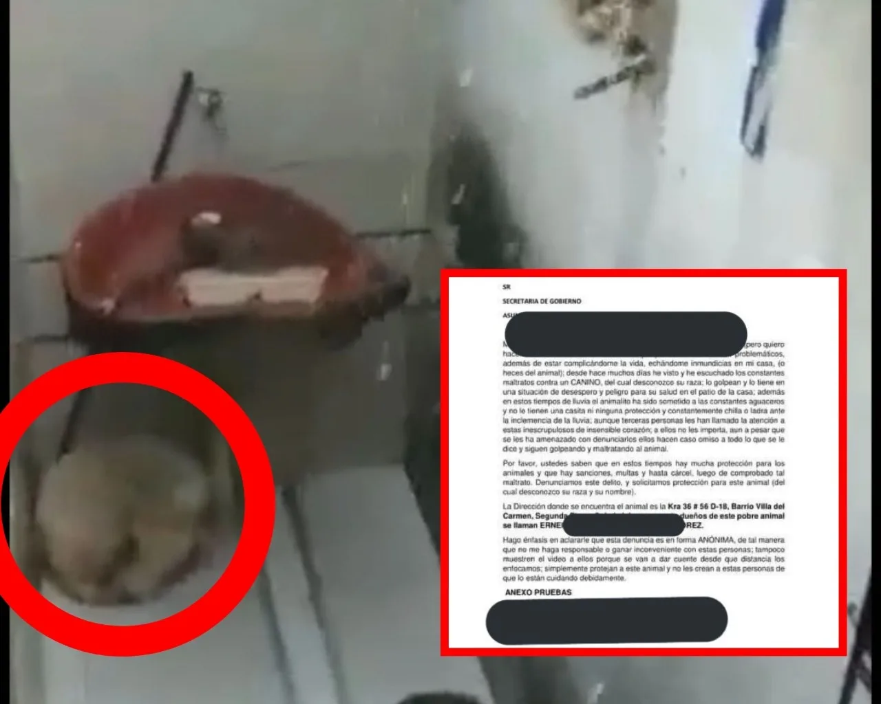 perro maltrato Soledad Atlántico