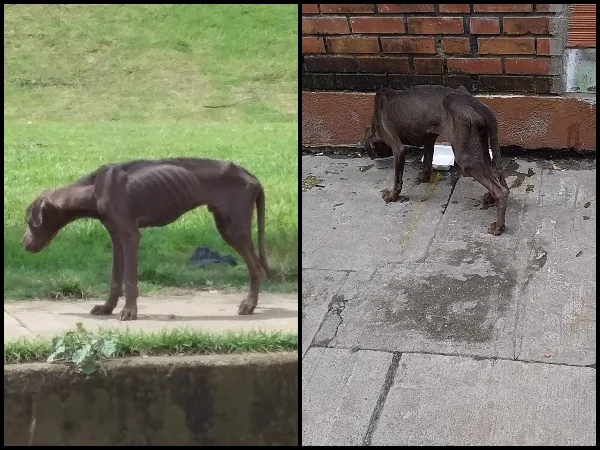 El perro que han visto en Vallegrande "en los huesos" y que muy pocos ayudan: "La indiferencia mata"