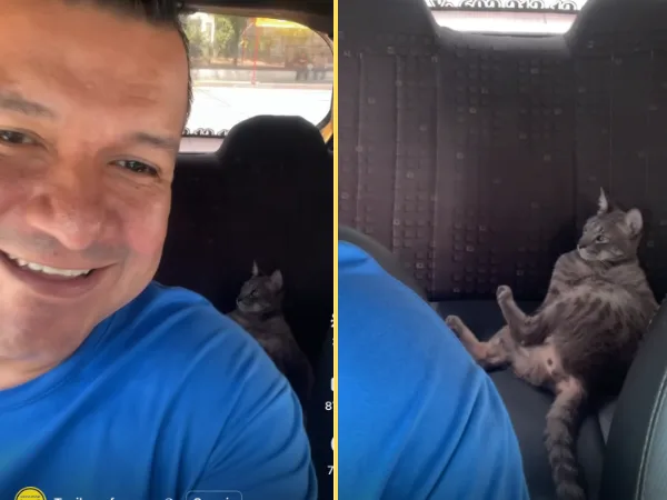 La gata pasajera no exist... se subió un taxi, ocurrió en Pereira y al conductor lo felicitan