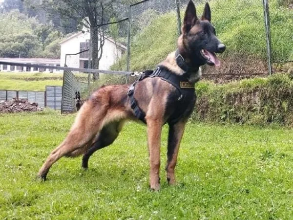 Recordado por siempre: Perro Wilson, héroe de la Operación Esperanza tendrá su estatua