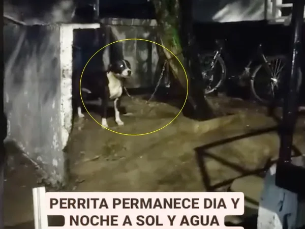 En Buga claman ayuda para rescatar a perrita que permanece día y noche encadenada al sol y al agua