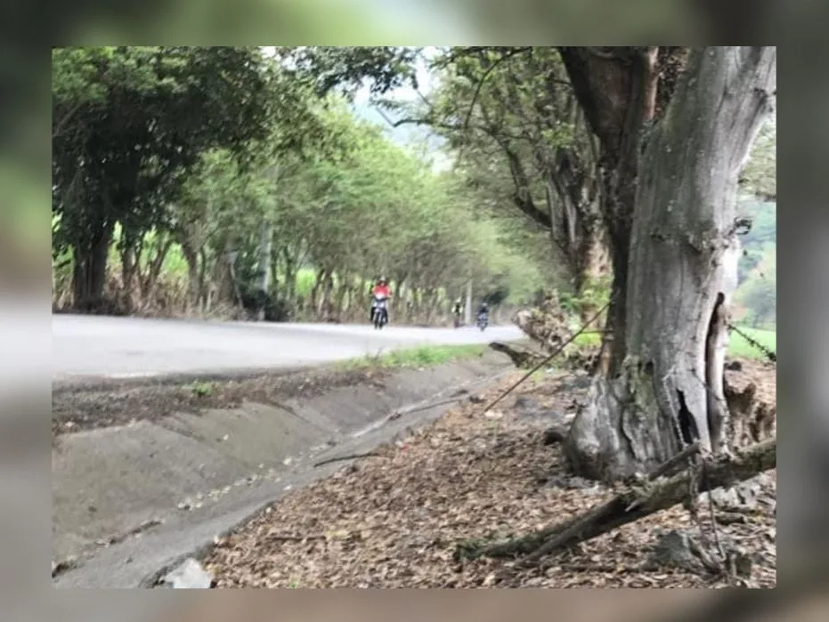 Ardillas, conejos y zorros están siendo atropellados en La Buitrera, Palmira; piden instalar reductores de velocidad