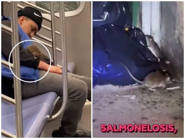 «Más ratas que personas»: Tienen invadido a New York