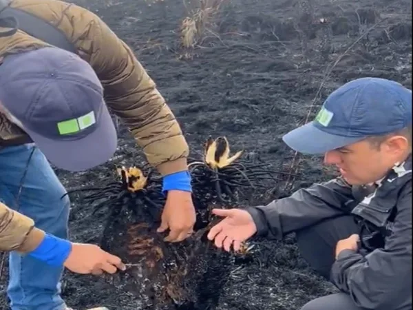 Docentes de la Universidad Industrial de Santander que recorrieron la zona afectadas indicaron que algunas especies de frailejones estarían vivos y se podrían recuperar.