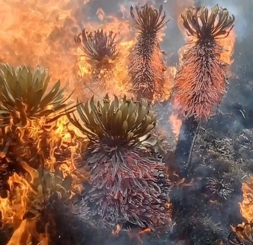 Frailejón Tota incendio páramo