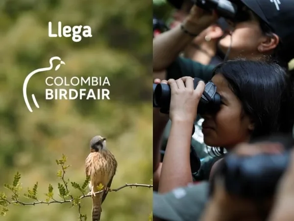 Niños y familias, invitados especiales en la feria internacional de aves – Colombia Birdfair en Cali