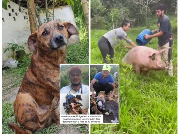 Cruzada de adopción por los animales de Javier Usechi, ambientalista asesinado en El Águila, Valle