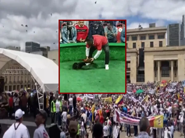 pelea de gallos en Colombia