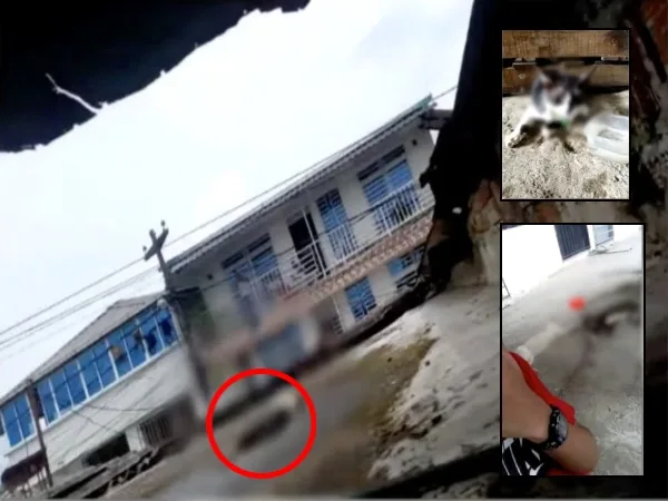 Con "pedazos de mortadela" estarían envenenando a gatos en Buenaventura, denuncian "van más de 14"