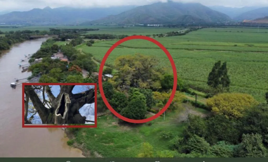 Ceiba Yumbo Paso de la Torre