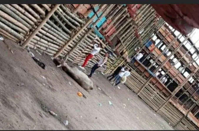 el toro de El Espinal Tolima