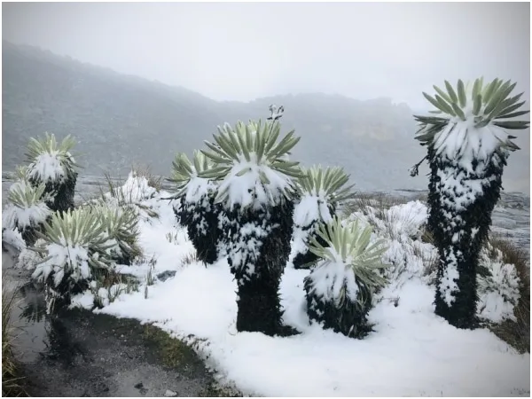 Nevado de El Cocuy se viste de blanco en plena temporada de calor