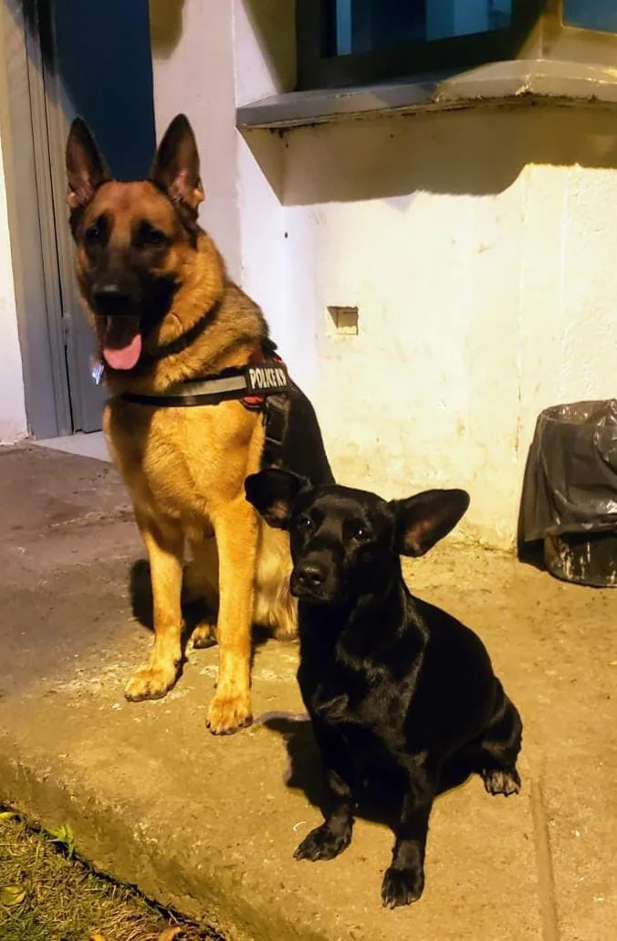 Perro Negro del CAI Bonilla Aragón en Cali