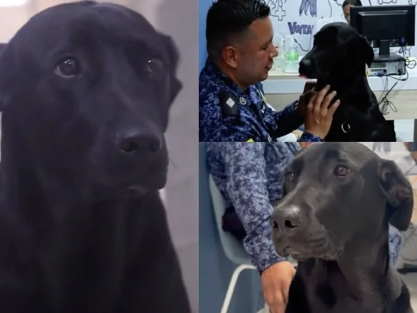 “Acompañar, consolar y sanar”: así es la labor diaria de Luna, la perrita que lleva esperanza a la cárcel La Modelo de Bogotá