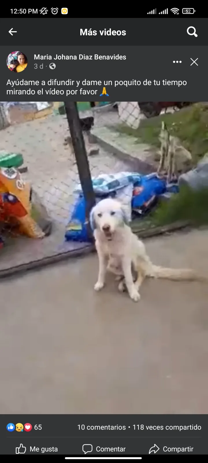 mascotas