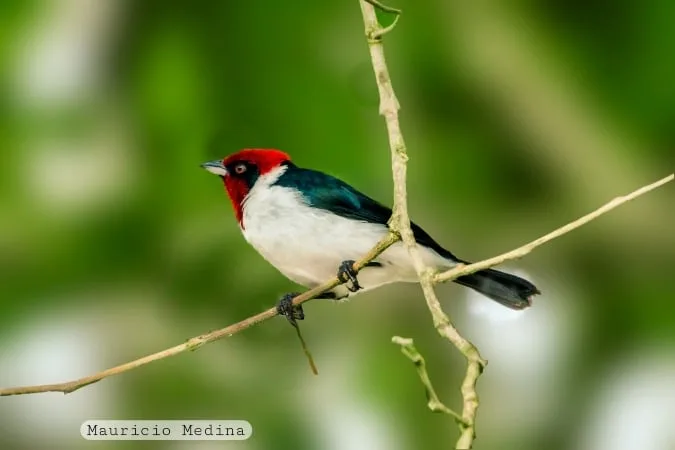 El paraíso para las aves que está ubicado en el Valle del Cauca. Cortesía: CVC