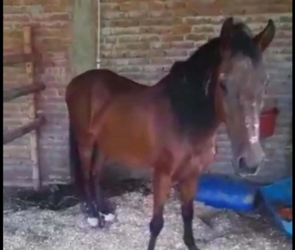 Novedoso, el "caballo anciano" que vendieron "ilegalmente", en Cali piden ayuda para encontrarlo