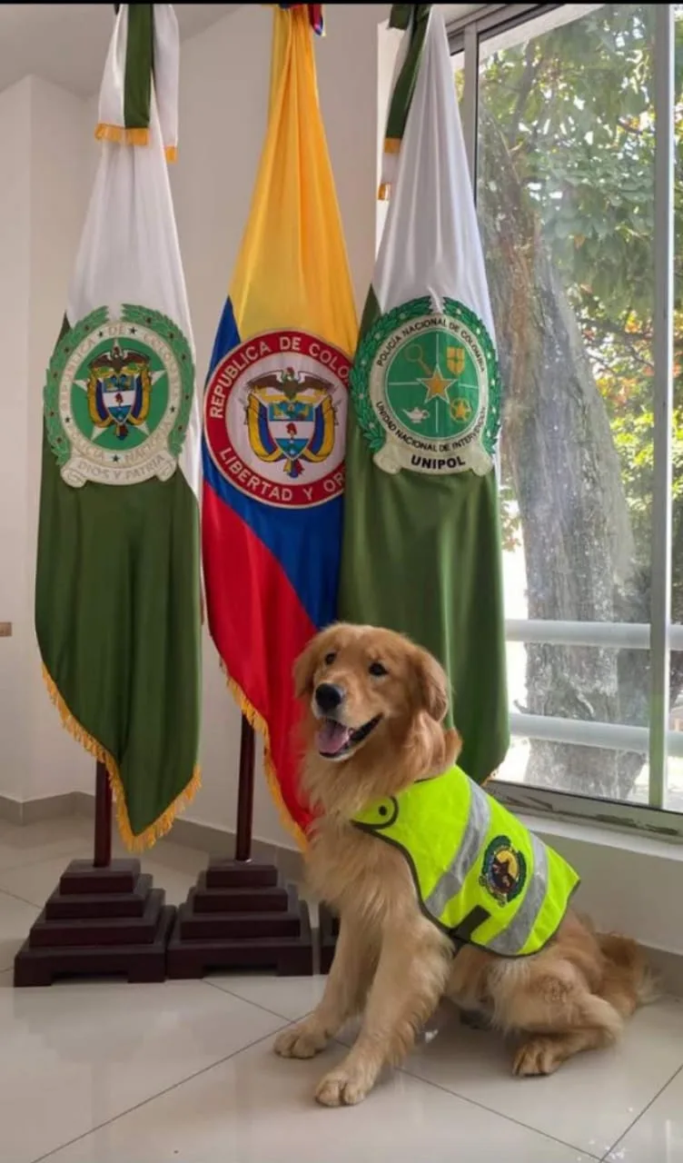 en cali