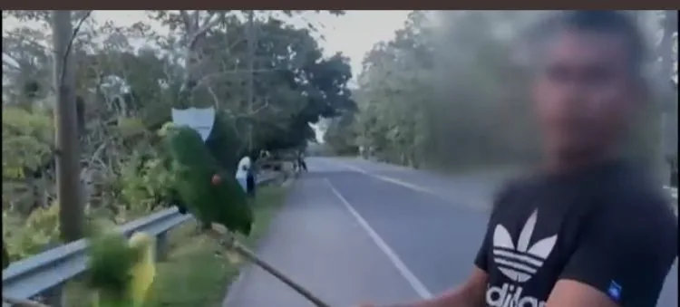 fauna silvestra tráfico Córdoba