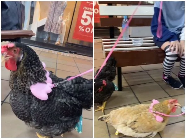 «Con correas y mucho estilo»: Dos gallinas son captadas de paseo en un centro comercial