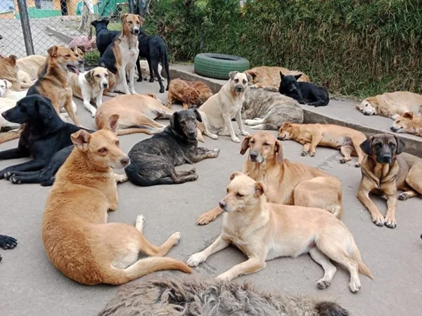 A Fundación Ángeles de Cuatro Patas le entregaron orden de desalojo y temen que apliquen la eutanasia