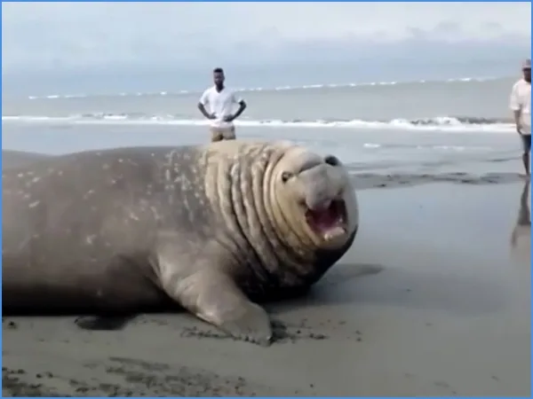 No lo ataquen, no se acerquen y prudencia: Piden tras avistamiento de elefante marino en playas de Buenaventura