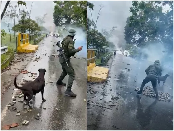 En medio de enfrentamientos en el puente quedó el perro, salió herido porque no lo protegieron