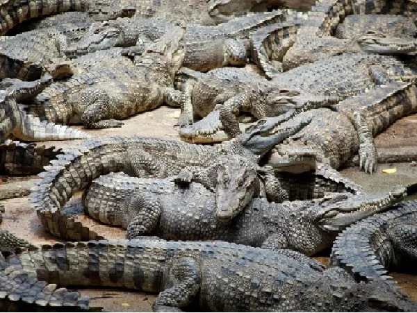 73 caimanes se fugaron de granja en San Marcos, Sucre.