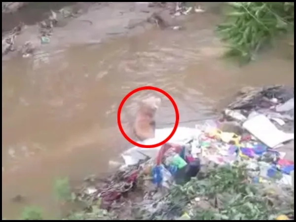Amarrados, heridos, en costales: están tirando perros y gatos en arroyos en Malambo, hay indignación