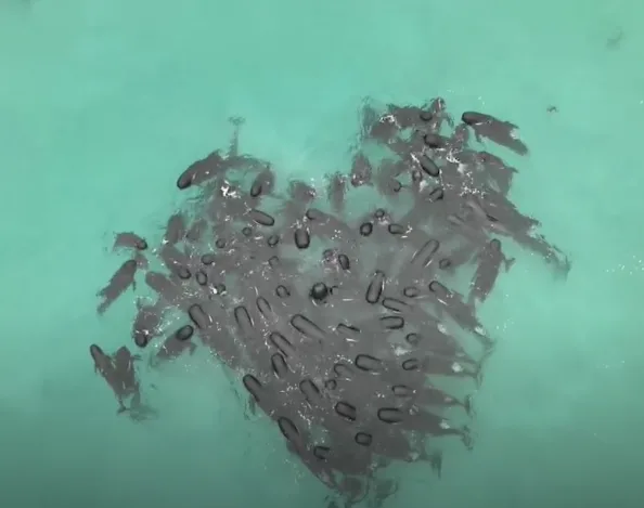 Mueren ballenas varadas en playa de Australia, no las pudieron salvar