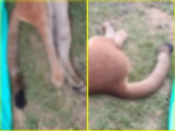 Hay conmoción por extraña muerte de un puma en Yotoco, esperan necropsia