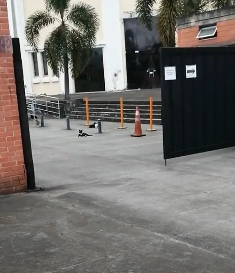 colonia de gatos en la calle 26 en Cali