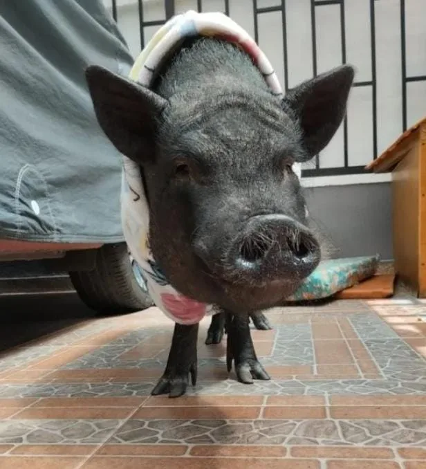 Buscan a Charly, un minipig robado en Bogotá
