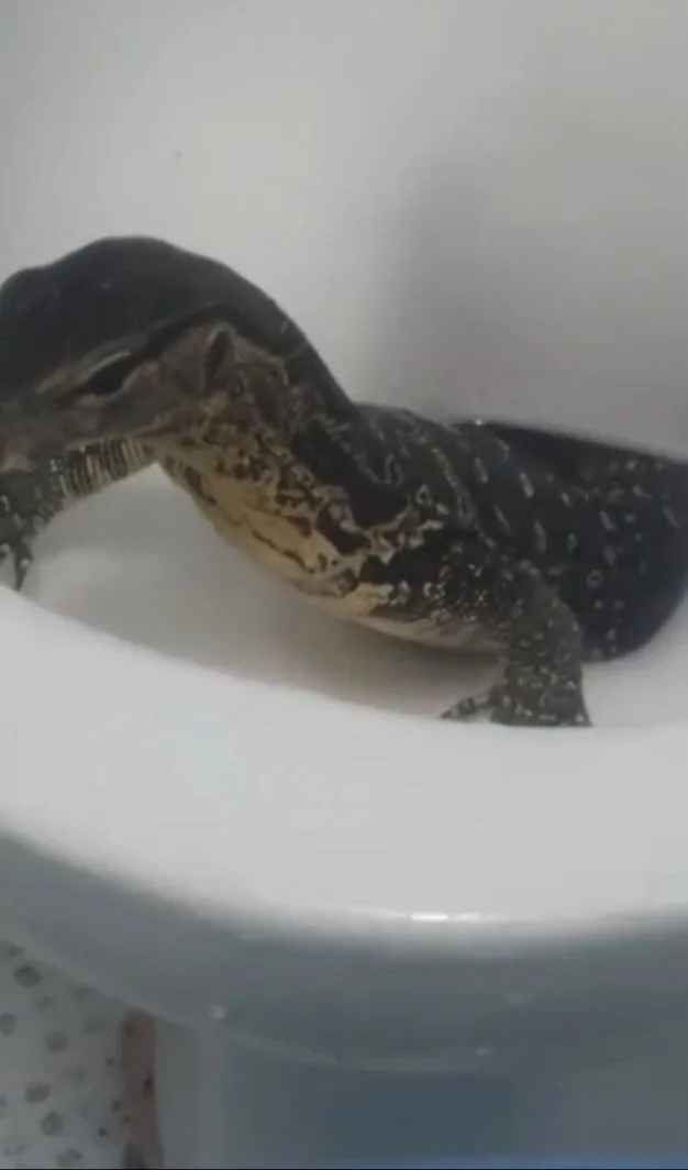 lagarto monitor en un hotel en Talilandia Dragon de Komodo