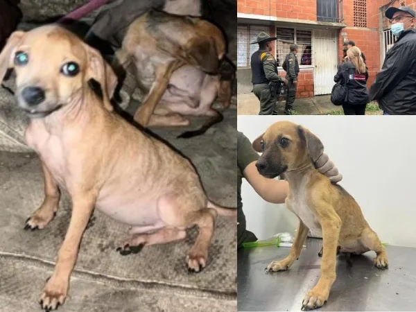 En condiciones de "deshidratación y extrema delgadez", así encontraron a cinco perros en Potrero Grande: imponen sanciones al responsable
