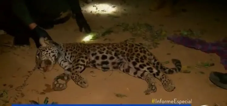 fauna silvestra tráfico Córdoba