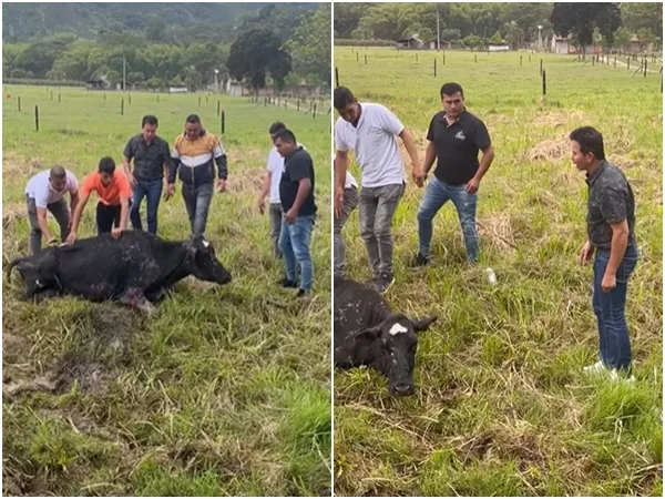 El gesto de Jhony Rivera, cuando iba rumbo a concierto ayudó a rescatar a una vaca que cayó en una zanja