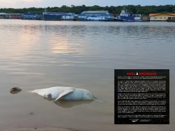 100 delfines rosados murieron en medio de la sequía en el lago Tefé, en la Amazonia brasileña