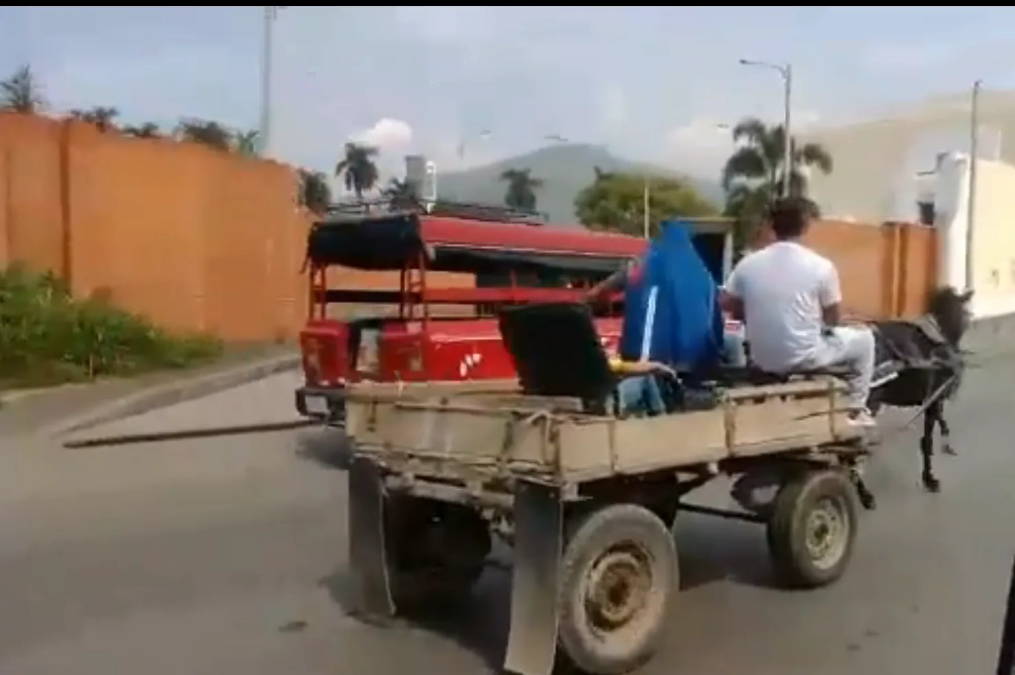maltrato animal