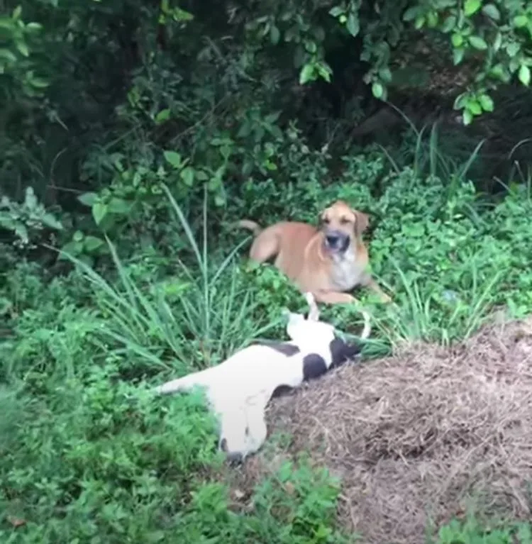 recta Cali-Palmira perros atropellados