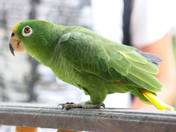 Loro.